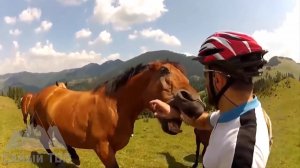 Лошади vs люди