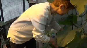 НИ19 Биогумус+Пеларгония ЧЕРЕНКОВАНИЕ В БИОГУМУС