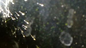 Креветки Амано личинки #креветкиамано#аквариум#аквариумистика#