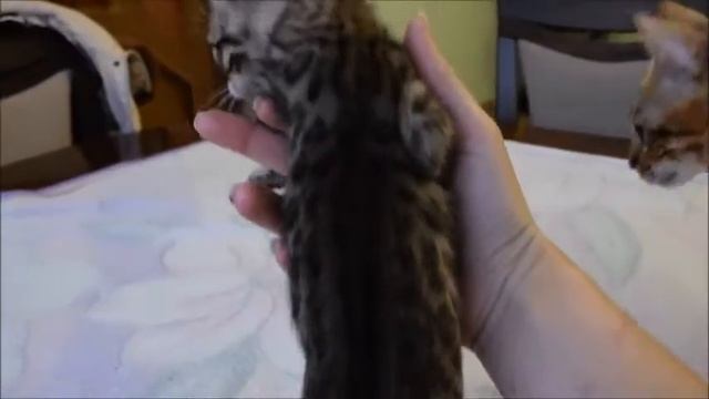 бенгальская кошечка №4,розетка на золоте,помет "в" смотреть онлайн