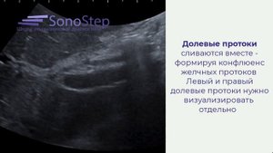 Ультразвуковая диагностика желчных протоков
