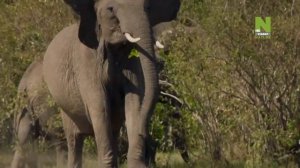 Переход с дневного вещания на ночное Viasat Nature/History HD (14.02.2023)