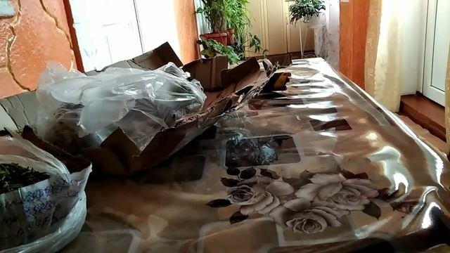 Распаковка,посылки с саженцами.