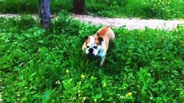 English Bulldog - Boston Terrier