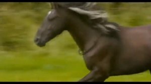 Восточный ветер ( оствинд) клип