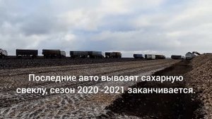 завершение уборки сахарной свеклы, сезон 2020-2021