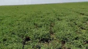 Пледж на Нуте Самарская область