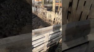 Венгерская Мангалица и помесь, в чем разница экстерьера?