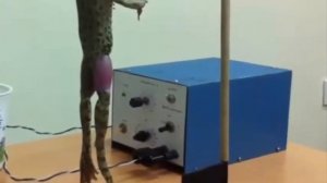 Работа 3. Анализ рефлекторной дуги защитных двигательных спинномозговых рефлексов