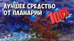 Лучшее средство от планарий