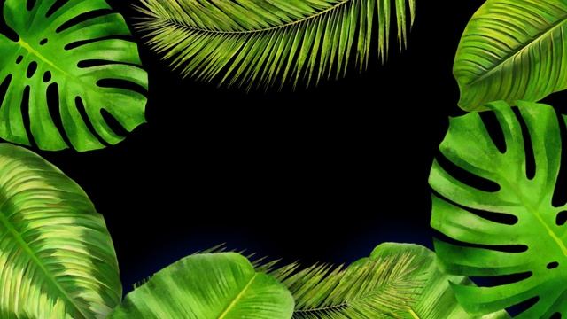 02 Tropical transition (Vignettes) free footage смотреть онлайн