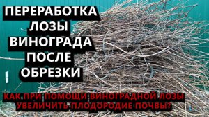 Переработка лозы винограда после обрезки. Как увеличить плодородие почвы #ТриЭкоВиноградник