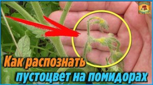 Проще некуда Как при цветении распознать пустоцвет на помидорах Дачные хитрости и полезные советы