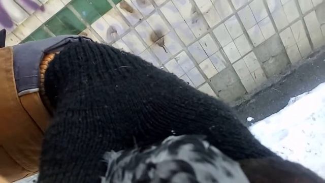 Голубь без хвоста и с обморожением смотреть онлайн