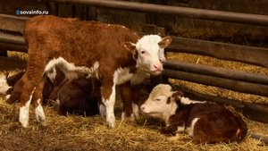 Традиционное или модное сити-фермерство - за кем будущее? Агрокурьер