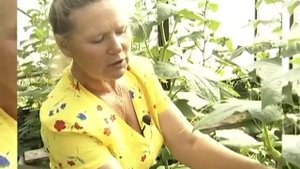 Можно ли выращивать в теплице пчелоопыляемые гибриды огурцов