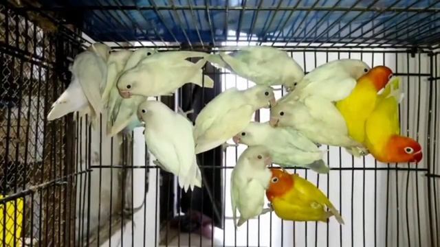 Al madina  aviary | Red Eyes Chicks weak Blud line | 100% Chicks  Grow with diet |vitiman , calcium