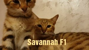 Котята Саванна Ф1. Шикарные создания.
