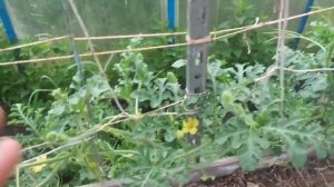 ЧЕМ ОБРАБАТЫВАТЬ ОГУРЦЫ ОТ БОЛЕЗНЕЙ и ПОЛУЧАТЬ МНОГО ОГУРЦОВ.