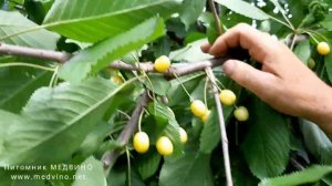 Черешня Золотая лошицкая обзор сорта