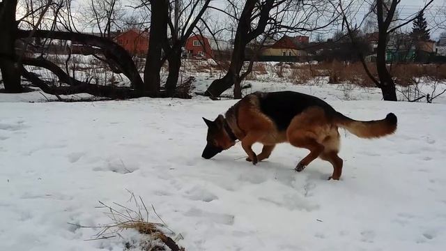 Собака валяется в снегу ?? смотреть онлайн