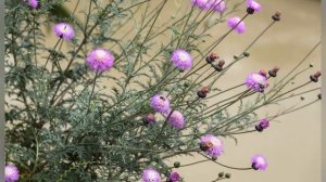 АМБЕРБОА (AMBERBOA)