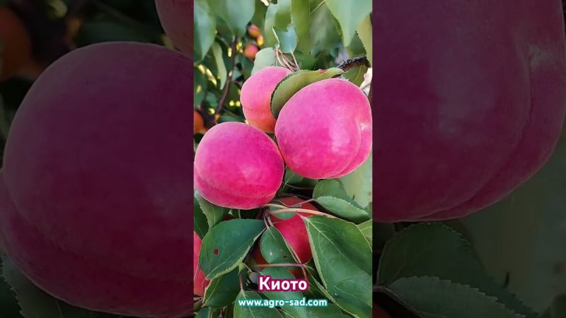 Красивый и урожайный абрикос Киото (Kioto)