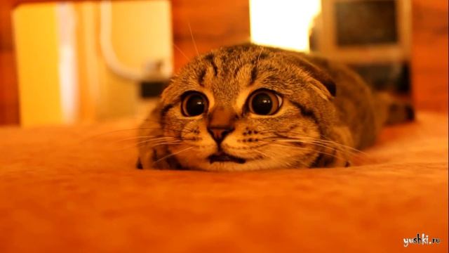 Смешные котики для детей смотреть онлайн бесплатно
