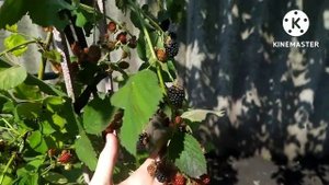 ПРОДАЮ САЖЕНЦЫ ЕЖЕВИКИ.  ТРОЙНАЯ КОРОНА. СУПЕР ЯГОДА