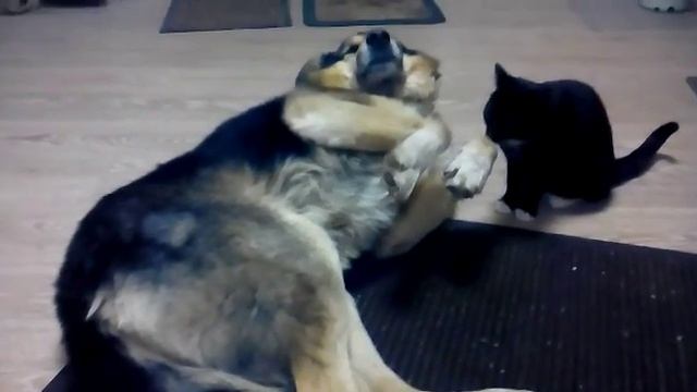 Собака дружит с кошкой