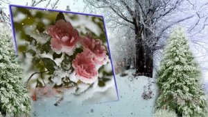 ПИСЬМО ЛЮБВИ ИЗ ФЕВРАЛЯ    Цветы под снегом.Всем влюблённым.Сергей Косточко
