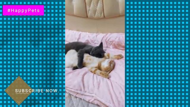 Funniest Cute Cats Compilation 2019 | Cute is More than Enough | HappyPets #66