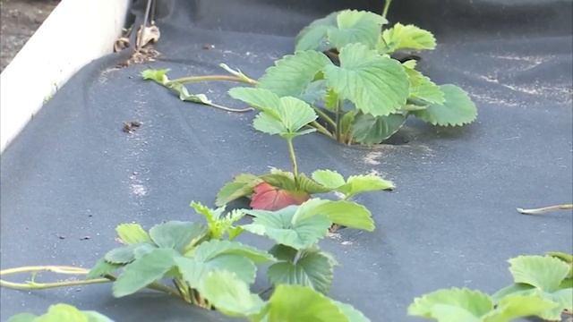 Овощеводство в условиях дефицита воды смотреть онлайн