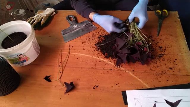 кислица (оксалис) пикировка, размножение. смотреть онлайн