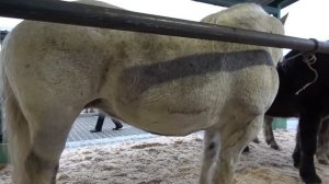 Targ expozitional de cai Skaryszew, Polonia 27 Feb 2023 Nou!!!