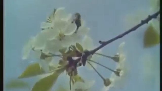Пчеловодство СССР.Центрнаучфильм.Пчеловодческое хозяйство на 1000 +.