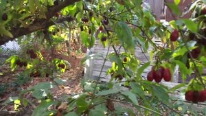 Заведите себе КИЗИЛ!