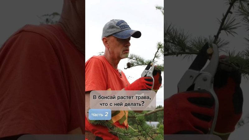 В бонсай растет трава, что с ней делать?! Часть 2. #bonsai #бонсай #ниваки #сад #андрейдарусенков