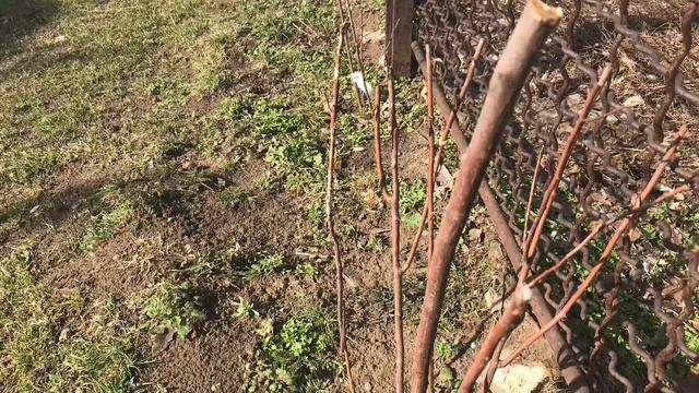 Спирея ранней весной ! смотреть онлайн