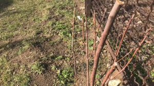 Спирея ранней весной !