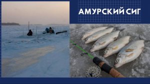 Амурский сиг