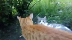Коты-Воители 2 серия"Лесное знакомство"