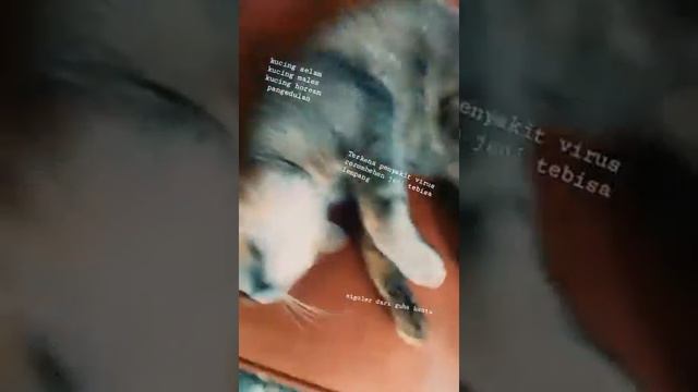 kucing harga 30jt mantul