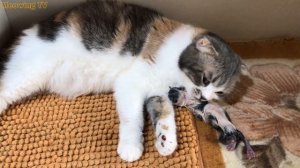 Cat Giving Birth: Cat Gives Birth To 5  Kittens - Part 1