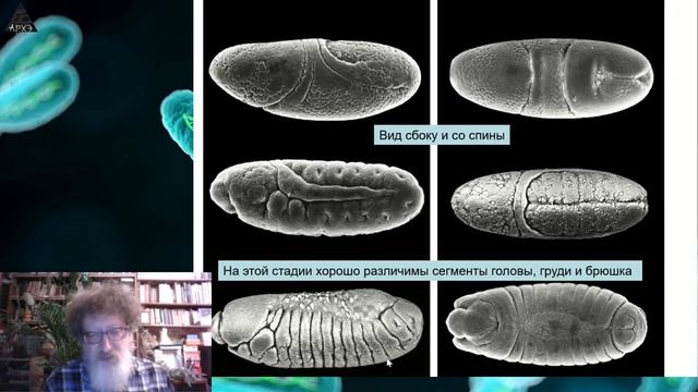 Сергей Глаголев: "Плодовая мушка Drosophila melanogaster" смотреть онлайн