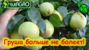 ВЫЛЕЧИЛ САД ЗА 2 РАЗА. Полное излечение даже старых деревьев. Схема лечения сада от ржавчины и гнили