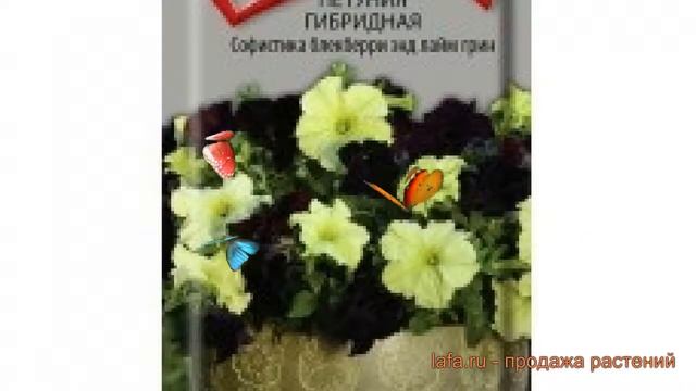 Петуния гибридная Софистика блекберри энд лайм грин ? обзор: как сажать, семена петунии
