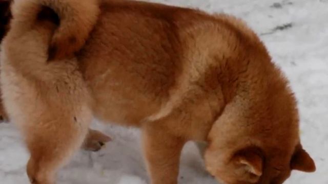 Казалось бы обычное фото щенка, присмотревшись ты поймёшь в чём тут дело! смотреть онлайн