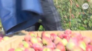 В Лебедянском районе во всю идёт сбор яблок...
