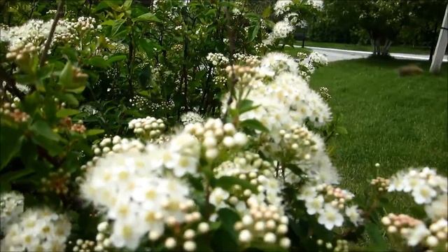 Весенние цветы смотреть онлайн